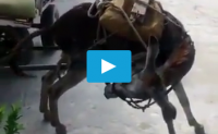 【视频】【这驴子尽然会这手艺，把自己嗨翻了】