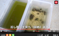【视频】【日本网友做的实验，田螺能净化水质？】