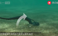 【视频】【终于知道船锚在水下是怎么固定的了，看这个动画解开我多年疑惑！】